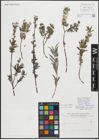 Foto von Salix repens L.